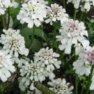 Iberis sempervirens PERENNIAL CANDYTUFT Seeds!