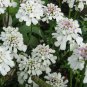 Iberis sempervirens PERENNIAL CANDYTUFT Seeds!