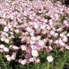 Oenothera speciosa SHOWY PRIMROSE Seeds!