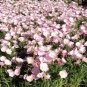 Oenothera speciosa SHOWY PRIMROSE Seeds!