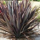 Phormium tenax atropurpureum PURPLE NEW ZEALAND FLAX Seeds!