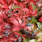 Parthenocissus quinquefolia VIRGINIA CREEPER VINE Seeds!