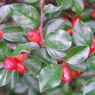 Cotoneaster divaricatus SPREADING COTONEASTER Shrub Seeds!