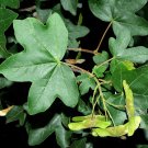 Acer campestre HEDGE MAPLE TREE Seeds!