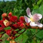 Bixa orellana LIPSTICK TREE Seeds!