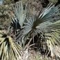 Sabal minor CAPE HATTERAS HARDY DWARF PALMETTO Seeds!