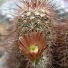 Echinocereus chloranthus HARDY HEDGEHOG CACTUS SEEDS!