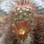Echinocereus chloranthus HARDY HEDGEHOG CACTUS SEEDS!