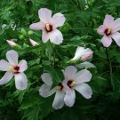 Hibiscus grandiflorus SWAMP ROSE MALLOW Seeds!