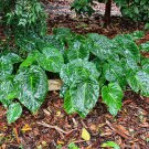 Remusatia vivipara HITCHHIKER ELEPHANT EAR - Seeds (tubercles)!