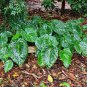 Remusatia vivipara HITCHHIKER ELEPHANT EAR - Seeds (tubercles)!