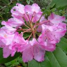 Rhododendron macrophyllum BIGLEAF RHODODENDRON Seeds!
