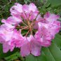 Rhododendron macrophyllum BIGLEAF RHODODENDRON Seeds!