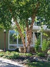 Betula nigra RIVER BIRCH Tree Seeds!