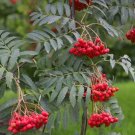 Sorbus aucuparia MOUNTAIN ASH TREE Seeds!