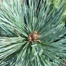 Pinus flexilis reflexa SOUTHWESTERN WHITE PINE TREE Seeds!