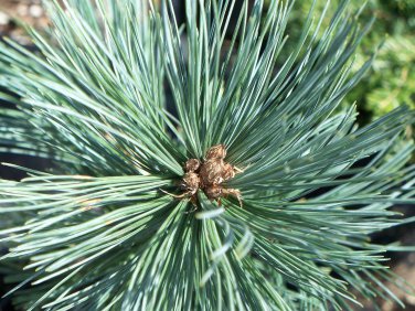 Pinus flexilis reflexa SOUTHWESTERN WHITE PINE TREE Seeds!