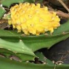 Selenicereus megalanthus DRAGONFRUIT CACTI Seeds!