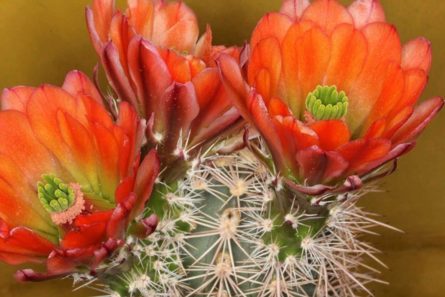 Echinocereus polyacanthus ORANGE RED HEDGEHOG CACTUS Hardy SEEDS!