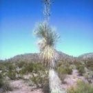 Yucca rostrata BLUE BEAKED YUCCA Hardy Exotic SEEDS!