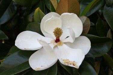 Magnolia grandiflora COLD HARDY FORM SOUTHERN MAGNOLIA Seeds!