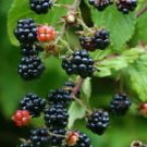 Rubus alleghaniensis BLACKBERRY Fruit Seeds