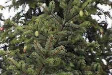 Colorado Blue Spruce, Picea pungens glauca, Tree Seeds (Hardy Evergreen)