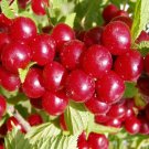 Nanking Bush Cherry, Prunus tomentosa, Shrub Seeds (Fast, Edible, Hardy, Showy)