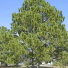 Loblolly Pine, Pinus taeda, Tree Seeds (Fast, Evergreen)