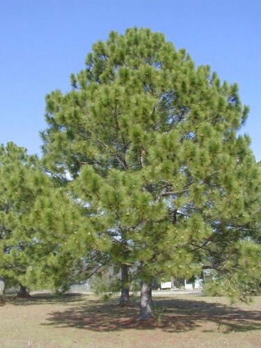 Loblolly Pine, Pinus taeda, Tree Seeds (Fast, Evergreen)