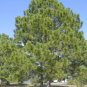 Loblolly Pine, Pinus taeda, Tree Seeds (Fast, Evergreen)
