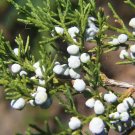 Eastern Red cedar, Juniperus virginiana, Tree Seeds (Hardy Fragrant Evergreen)