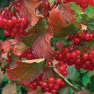 American Highbush Cranberry, Viburnum trilobum, Shrub Seeds (Showy, Edible)