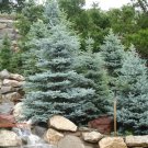 Colorado Blue Spruce, Picea pungens glauca, Tree Seeds (Hardy Evergreen)