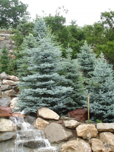 Colorado Blue Spruce, Picea pungens glauca, Tree Seeds (Hardy Evergreen)