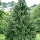 Himalayan Sparuce, Picea smithiana, (Morinda Spruce), Tree Seeds (Evergreen)
