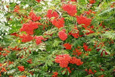 Rowan, (European Mountain Ash), Sorbus aucuparia, Tree Seeds (Fast, Fall Color)