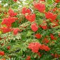Rowan, (European Mountain Ash), Sorbus aucuparia, Tree Seeds (Fast, Fall Color)