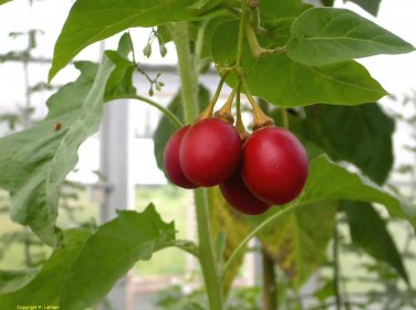Tamarillo, (Tree Tomato), Cyphomandra betacea, Tree Seeds (Edible, Fast)