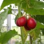 Tamarillo, (Tree Tomato), Cyphomandra betacea, Tree Seeds (Edible, Fast)