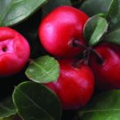 Wintergreen, Gaultheria procumbens, Seeds, (Edible Fragrant Ground Cover)