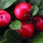 Wintergreen, Gaultheria procumbens, Seeds, (Edible Fragrant Ground Cover)