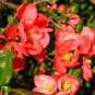 Japanese Quince, Chaenomeles japonica, Tree Seeds (Hardy, Fragrant)