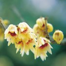 Fragrant Wintersweet Shrub, Chimonanthus praecox, Seeds (Showy Winter Bloom)
