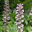 Bear's Breeches, Acanthus mollis, Perennial Seeds