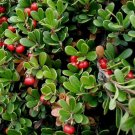 Bearberry, Arctostaphylos uva-ursi, Seeds (Edible, Hardy Evergreen Ground Cover)