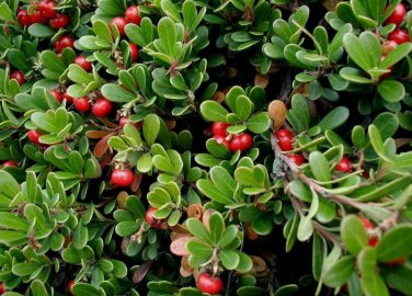 Bearberry, Arctostaphylos uva-ursi, Seeds (Edible, Hardy Evergreen Ground Cover)
