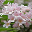 Beauty Bush, Kolkwitzia amabilis, Shrub Seeds (Fast, Showy, Fall Color, Hardy)