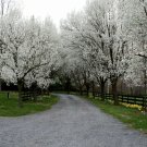 Bradford Pear, (Callery Pear), Pyrus calleryana, Tree Seeds (Fast, Fall Colors)