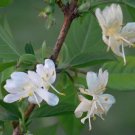 Winter Honeysuckle, Lonicera fragrantissima, Shrub Seeds, (Fast Fragrant Hardy)